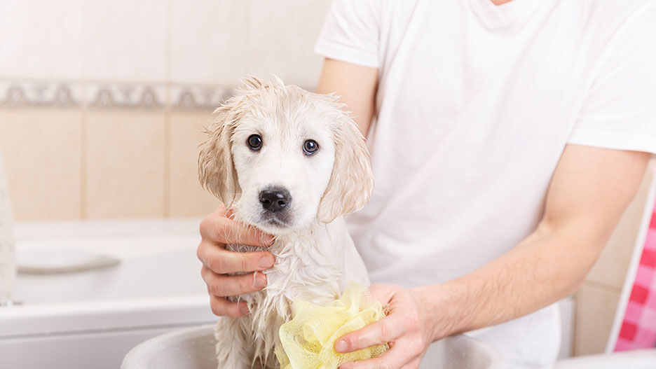 golden retriever puppy in shower